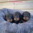R'mionne, Dachshund (Pelo Largo)