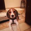 Molly, Beagle