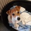 Ron, Jack Russell Terrier