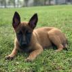 Šija, Berger Malinois