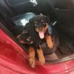 Olga, Rottweiler