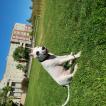 Bella, Dogo Argentino