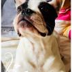 Kira, Bulldog Francés