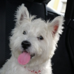Milou, West highland white terrier