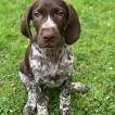 Scout, Braque Allemand