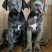 Thor & Zeus, Cane Corso