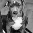 Rocco, Otros perros