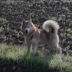Reya, Husky Siberiano