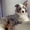 Olie, Pastor Australiano