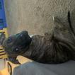 TIG, American staffordshire terrier