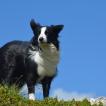 Dream, Border Collie