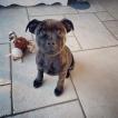 Rémy, Staffordshire Bull Terrier