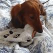 ROYALE POUPIE, Dachshund (Pelo Largo)