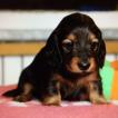 Rune, Dachshund (Pelo Largo)