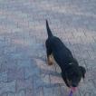 Don Diego, Rottweiler