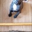 Ramses, Staffordshire Bull Terrier