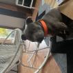 Rosco, Staffordshire Bull Terrier