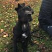 Tennessee, Dogo Canario