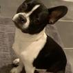 Rio, Bulldog Francés
