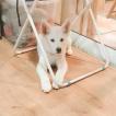 Nari, Akita Japonés