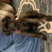Cookie, English Mastiff