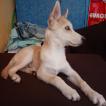 Leo, Husky Siberiano