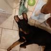 Ranger, Beauceron