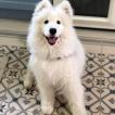 Rudolf, Samoyedo