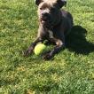 Bobby, Staffordshire Bull Terrier