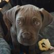 Ramsès, Cane Corso