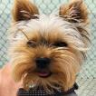 Pepito, Yorkshire Terrier