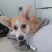 Txakoli, Welsh Corgi Pembroke