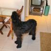 Elly, Schnauzer Gigante