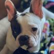 Daisy Mae