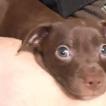 Raven, Pinscher (Alemán)