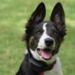 Tess, Border Collie