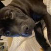 Sonny, Staffordshire Bull Terrier