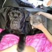 Maya, Cane Corso