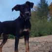 Rio, Otros perros