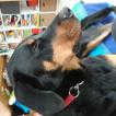 Phénix, Beauceron