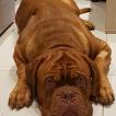 Pirate, Dogo De Burdeos
