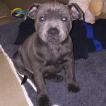 Roy, Staffordshire Bull Terrier