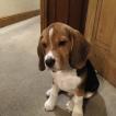 Monty, Beagle