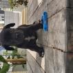 Titta, Cane Corso