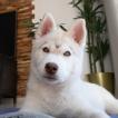 Tsar, Siberian Husky