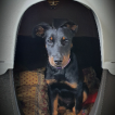 Romy, Beauceron