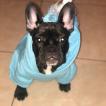 Leila, Bulldog Francés