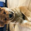 Ivan, Shiba Inu Japonés