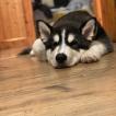 Doku, Malamute De Alaska