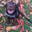Otis, Labrador Retriever